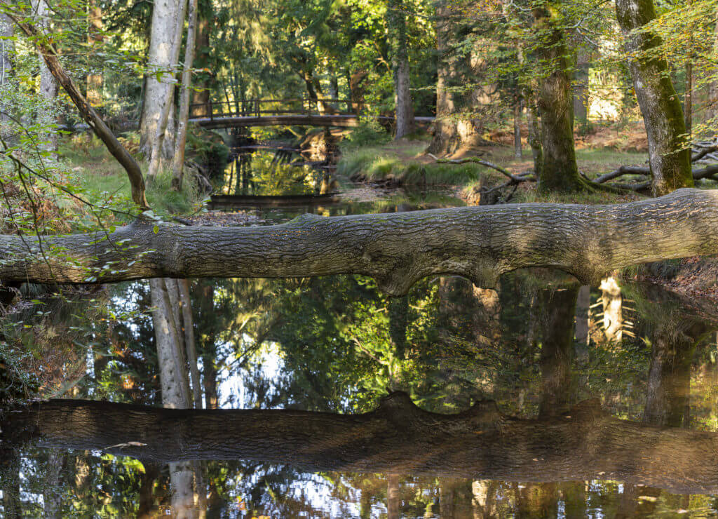 Autum trees, creek and bridge in National Park New Forest, England.
