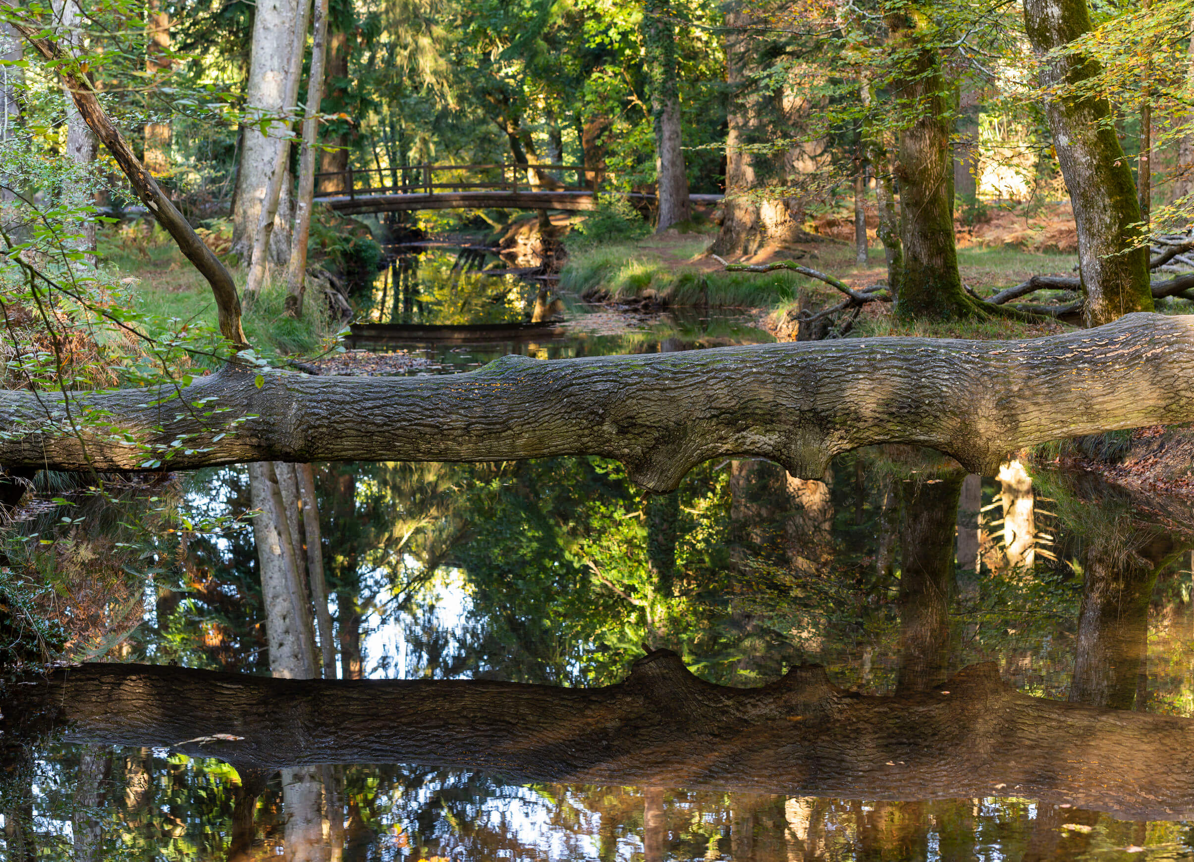 Autum trees, creek and bridge in National Park New Forest, England.