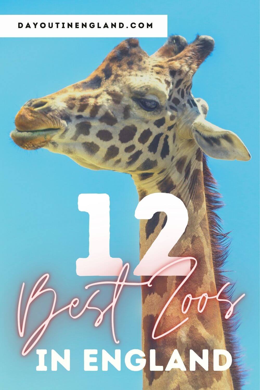 18 Best Zoos in England for a Day Out in 2024 Day Out in England