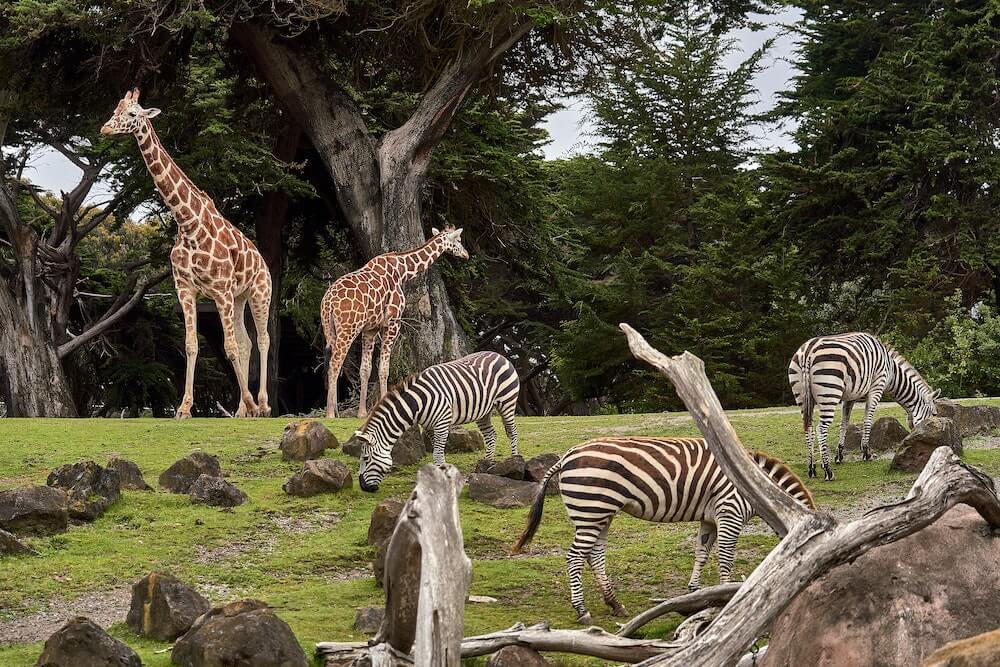 best zoo to visit in england