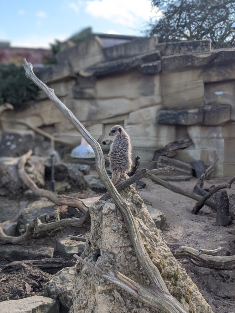 18 Best Zoos In England For A Day Out In 2024 | Day Out In England