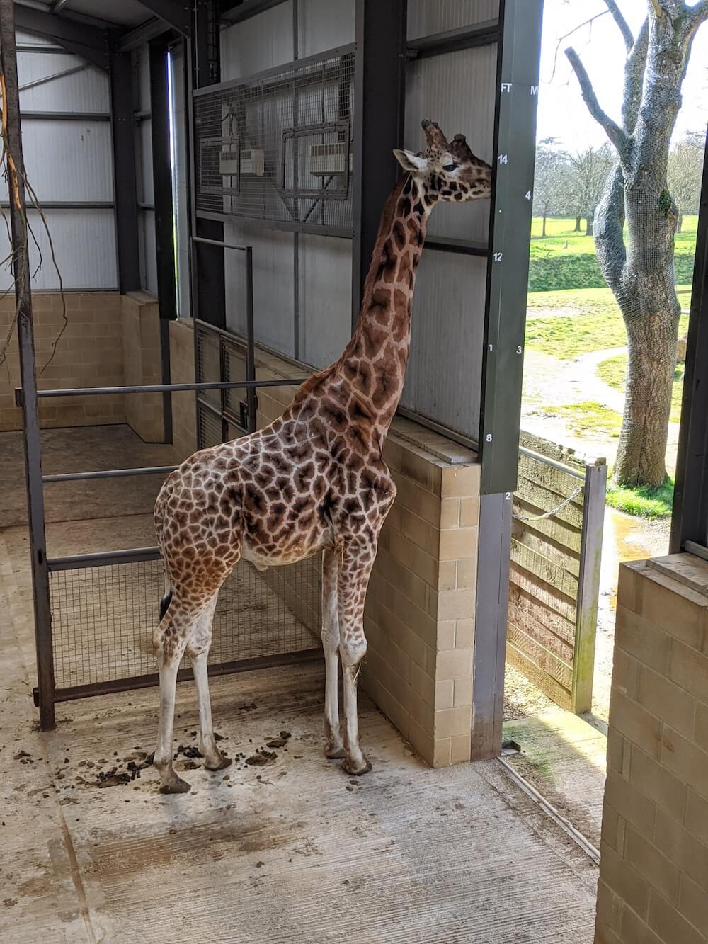 Cotswold Wildlife Park