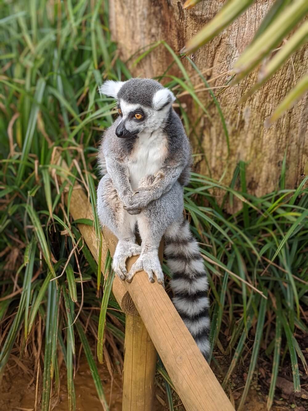 Lemurs at the zoo