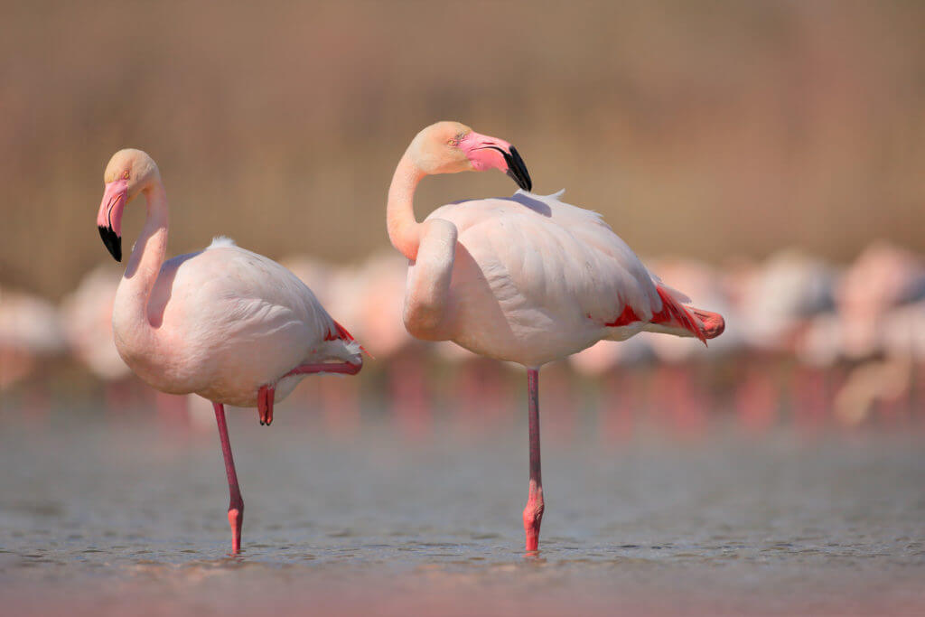 Pink big bird Greater Flamingo, Phoenicopterus ruber, in the water, Camargue, France. Flamingo cleaning plumage. Wildlife animal scene from nature. Wildlife nature travel in France.