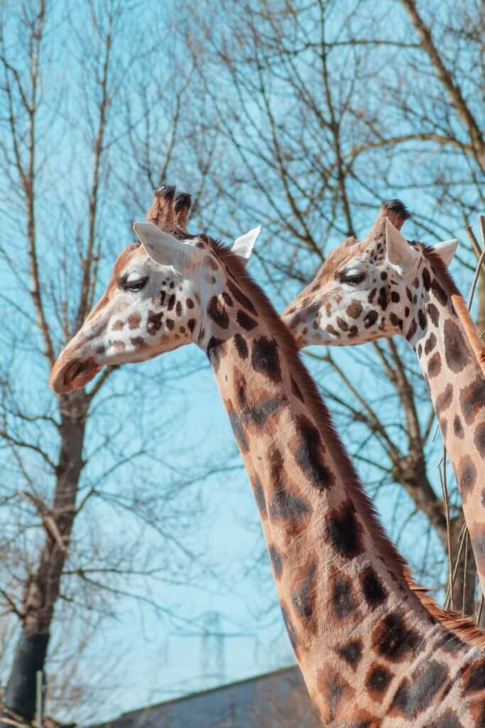 Giraffes at Chester Zoo