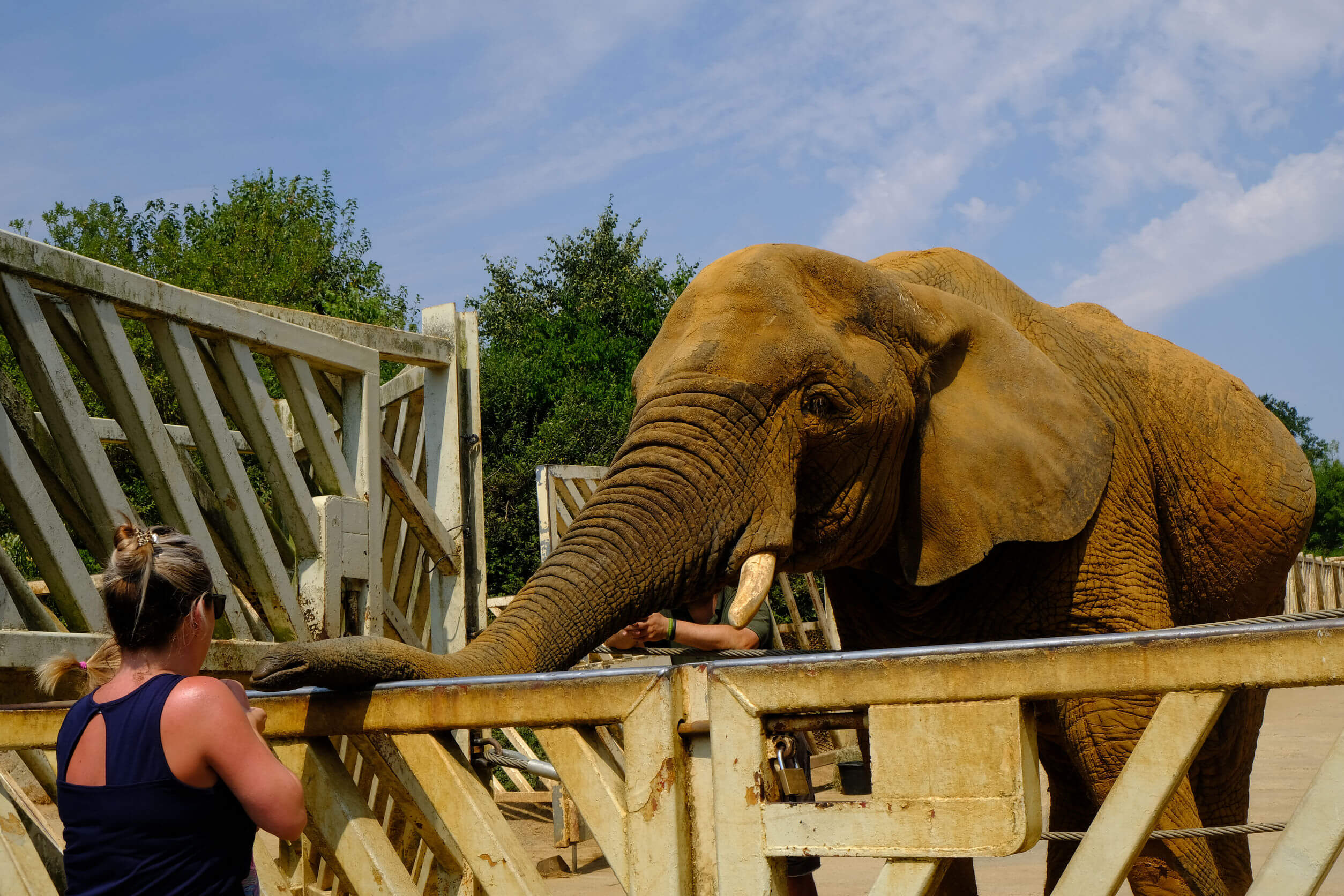 Colchester Zoo, Essex, Uk - July 27, 2018:  Elephant with his trunk resting on railing waiting for feeding time.