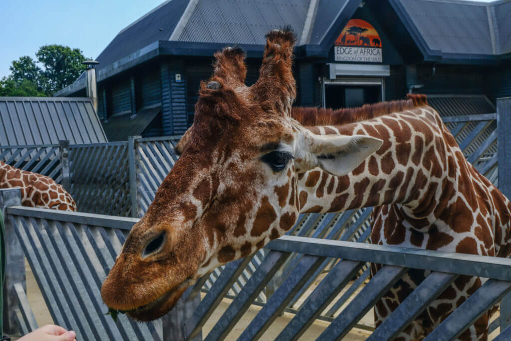 Colchester Zoo, Essex, UK - July 27 2018:  Giraffe's head and long neck stretching across metal railings to reach out to fresh leaves being offered at feeding time.