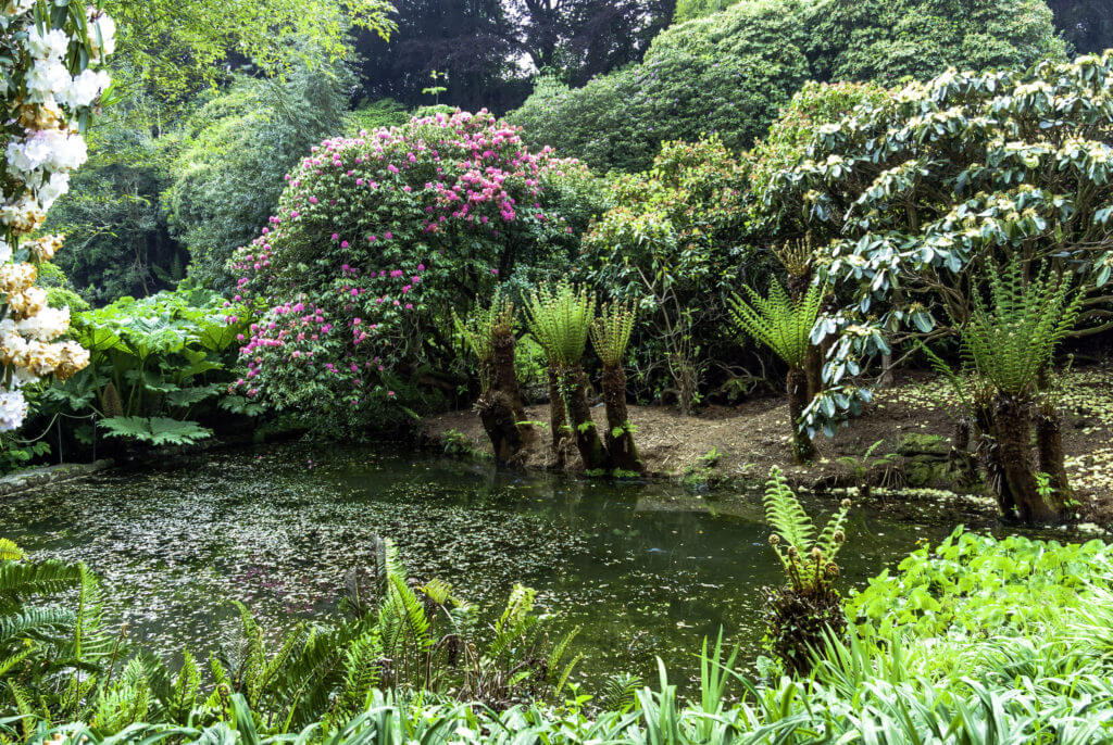 Trebah in Cornwall