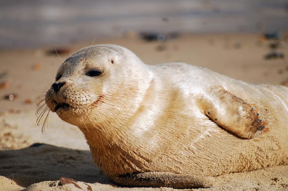 norfolk broads seals