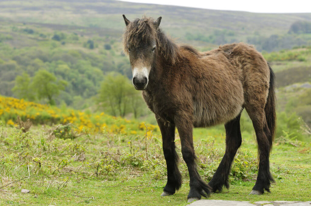 Young Exmoor Pony against moorland background, Somerset, England 