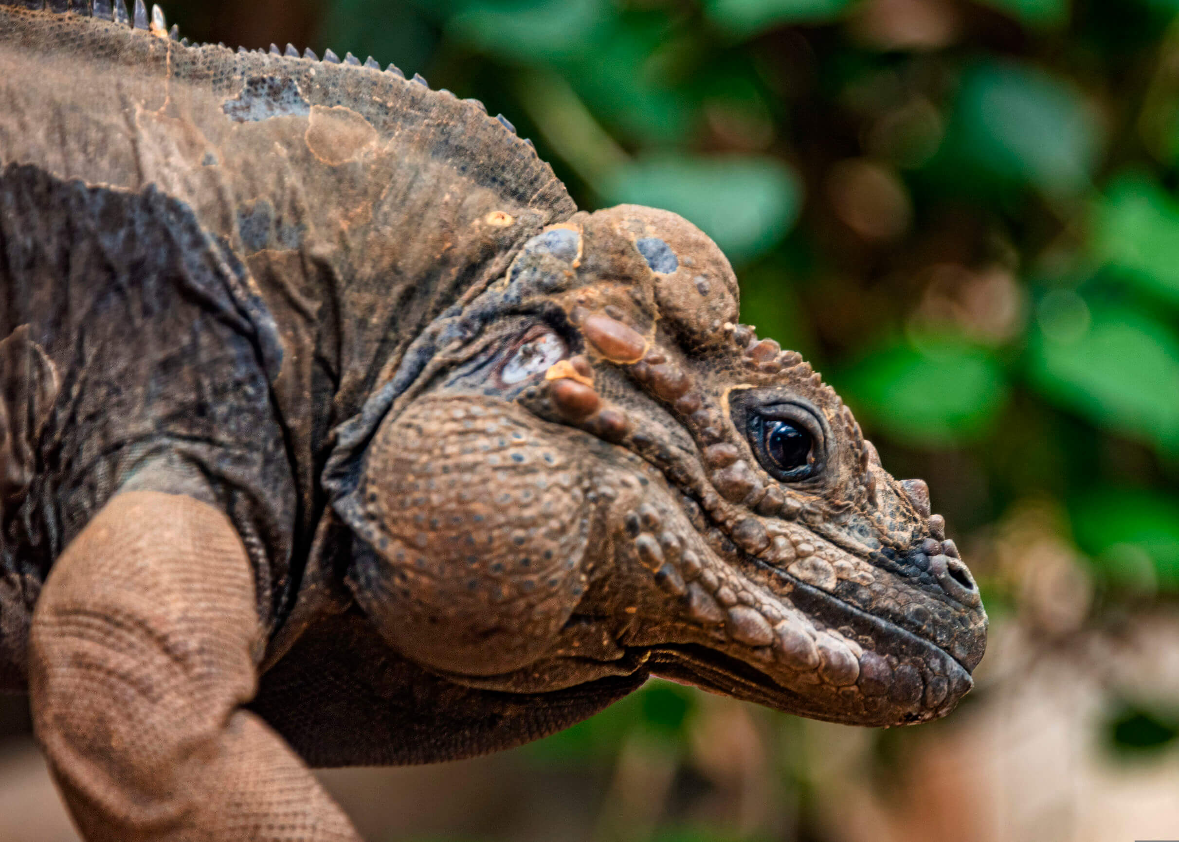 UK, Bristol - April 2019: Rhinoserous iguana in captivity, close up