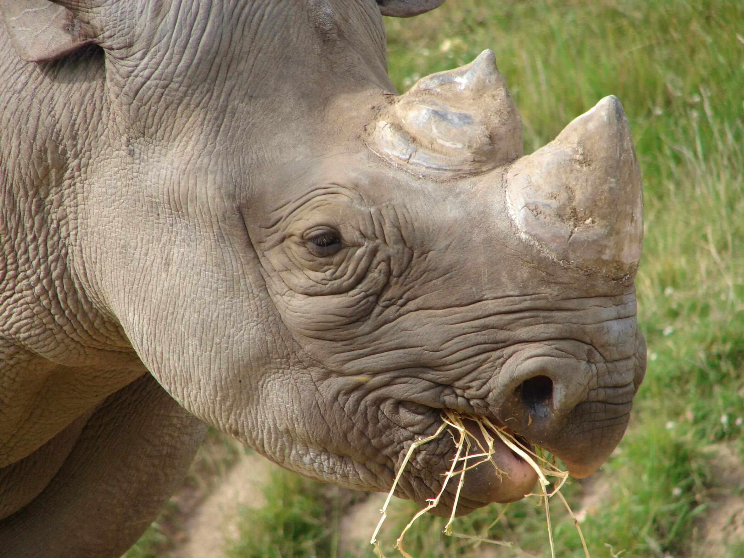 21739170 - black rhino at chester zoo