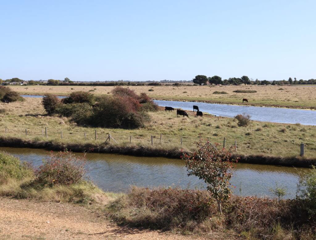 Thorney Island views 