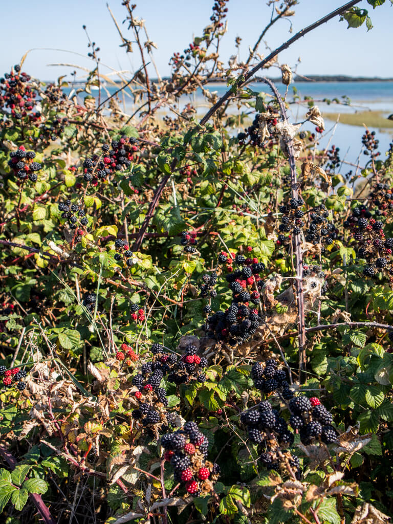 walking round Thorney Island 