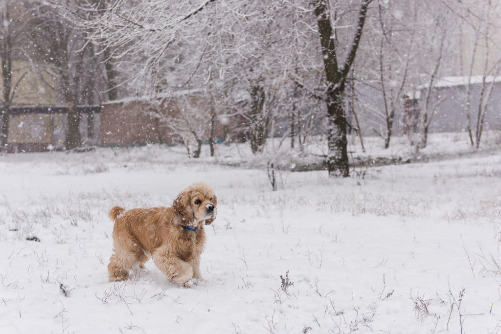 One lovely cocker spaniel during walk at snow