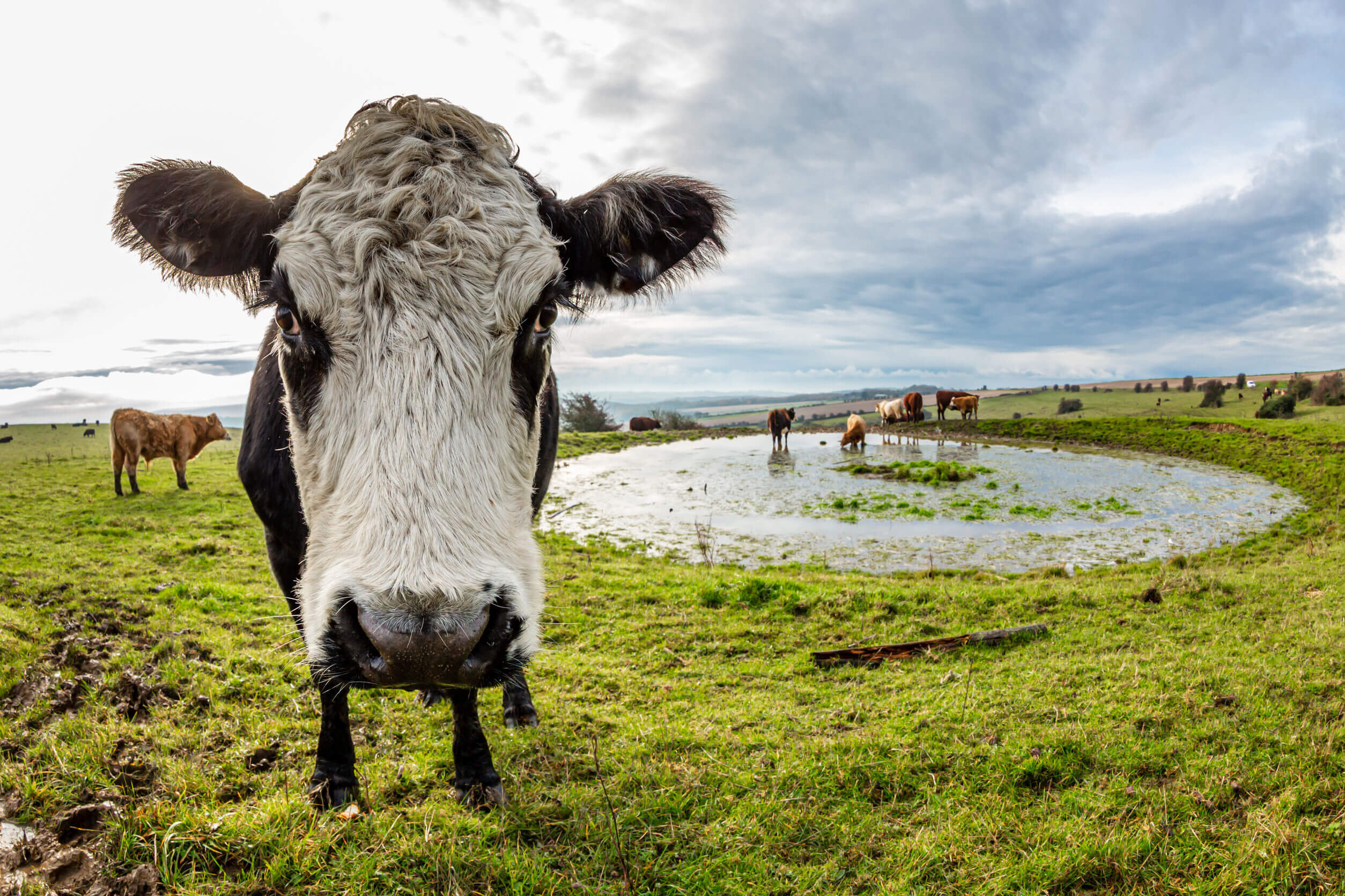 A cow standing near a dew pond on Ditchling Beacon in Sussex, taken with a fish eye lens