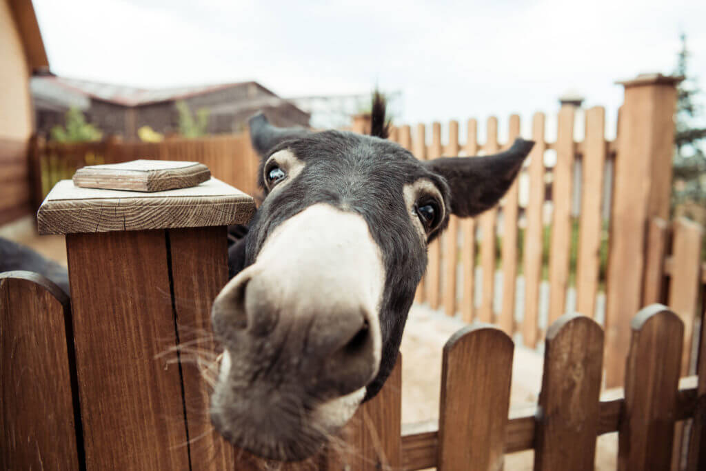 close up view of little donkey looking at camera in zoo