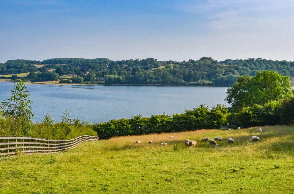 Rutland Water a large reservoir in Leicestershire. With blue sky, grass and trees and curving shoreline