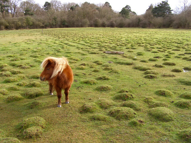 Villages in the New Forest