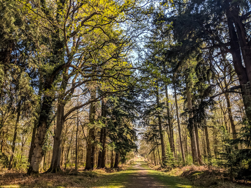 7 Prettiest Villages in the New Forest to Visit for a Day Out Day Out