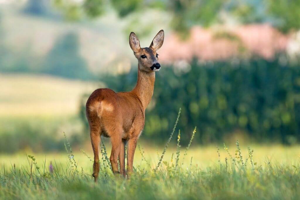 animals in england 