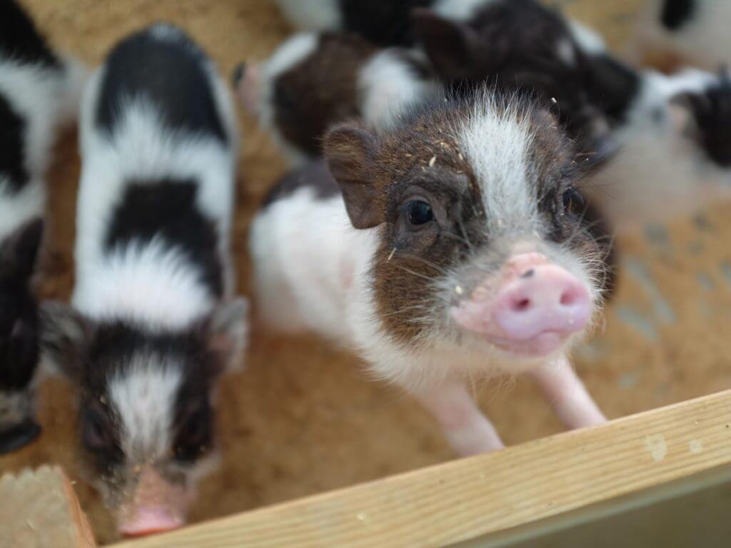 Piggy farm