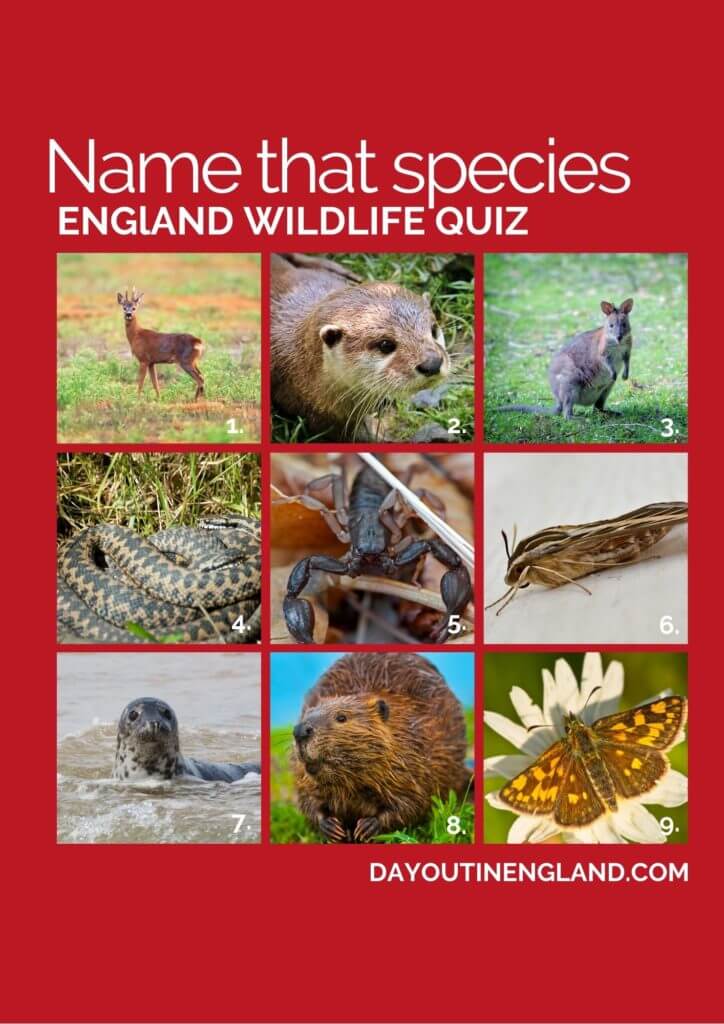 BIG England Wildlife Quiz: 50 Questions & Answers | Day Out in England