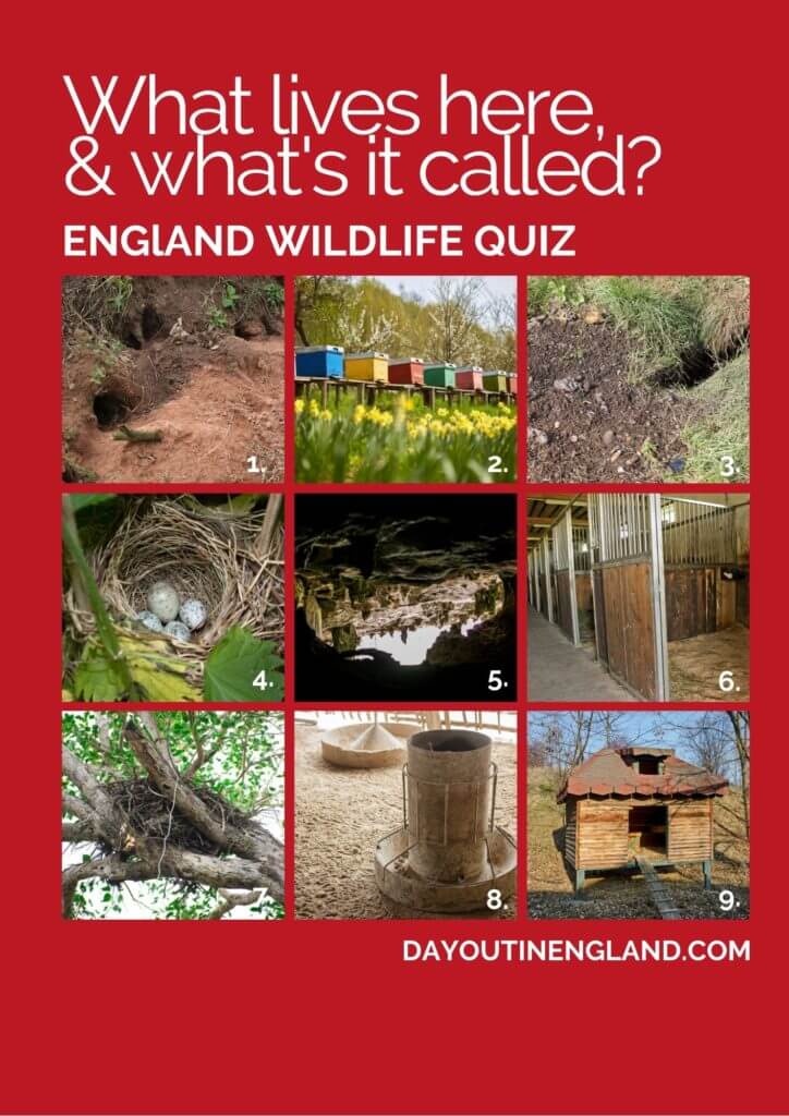 BIG England Wildlife Quiz: 50 Questions & Answers | Day Out in England