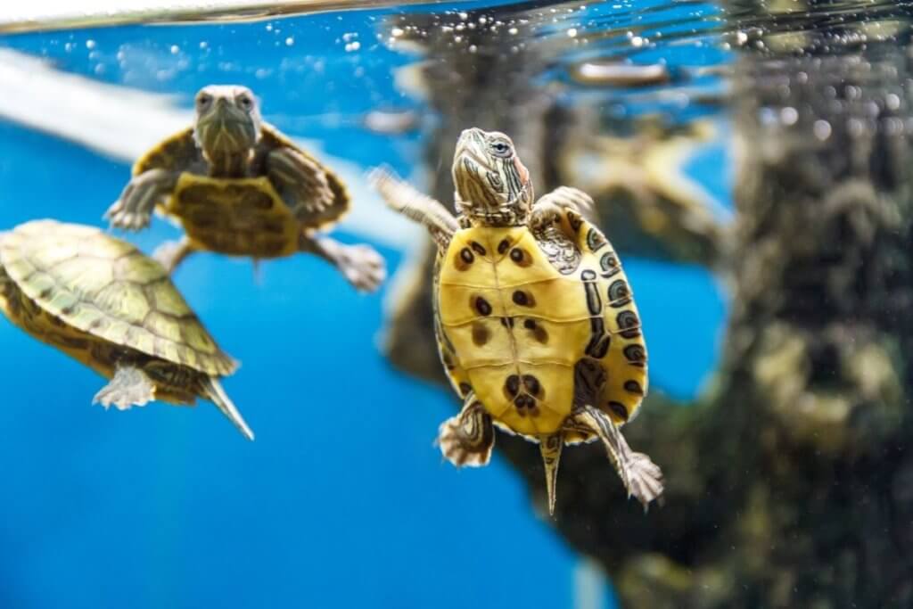 aquariums england