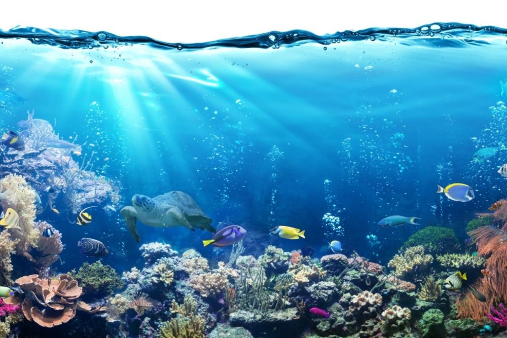 15 Best Aquariums in England for a Day Out in 2023 Day Out in England