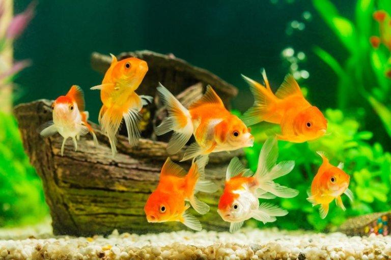 15 Best Aquariums in England for a Day Out in 2023 Day Out in England