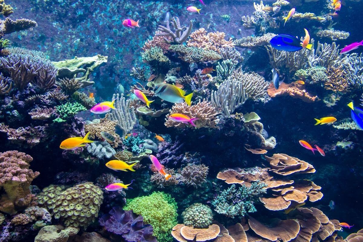 15 Best Aquariums in England for a Day Out in 2023
