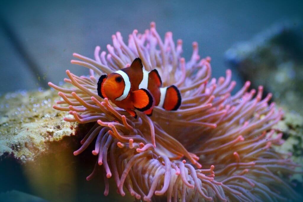 aquarium in england