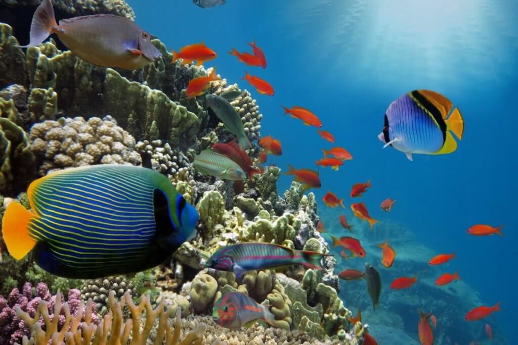 england aquariums