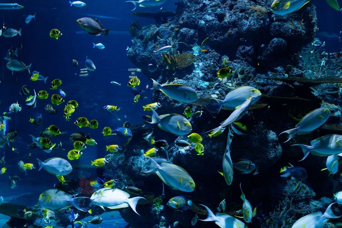 15 Best Aquariums in England for a Day Out in 2023 Day Out in England