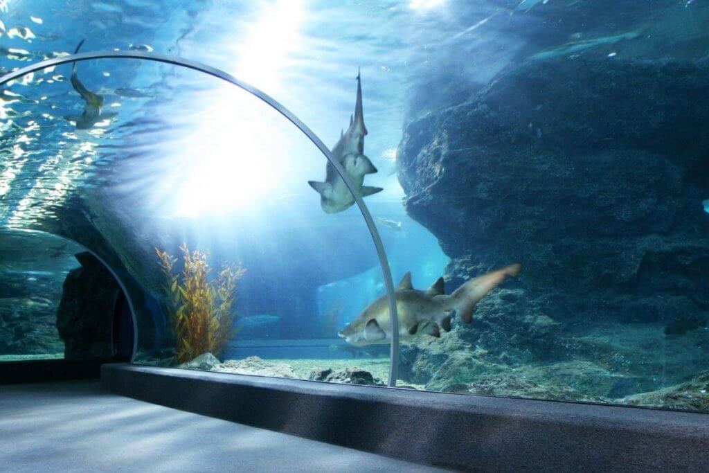 aquariums england