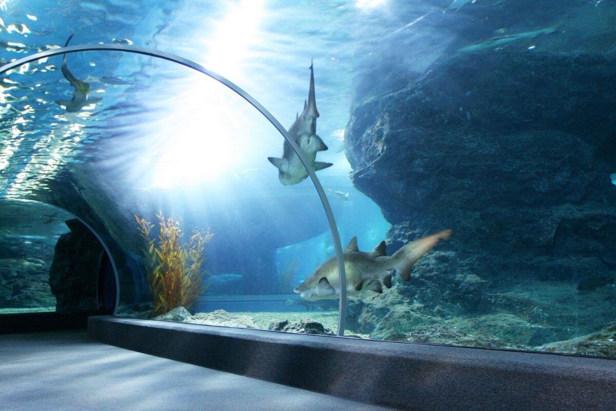 aquariums to visit uk