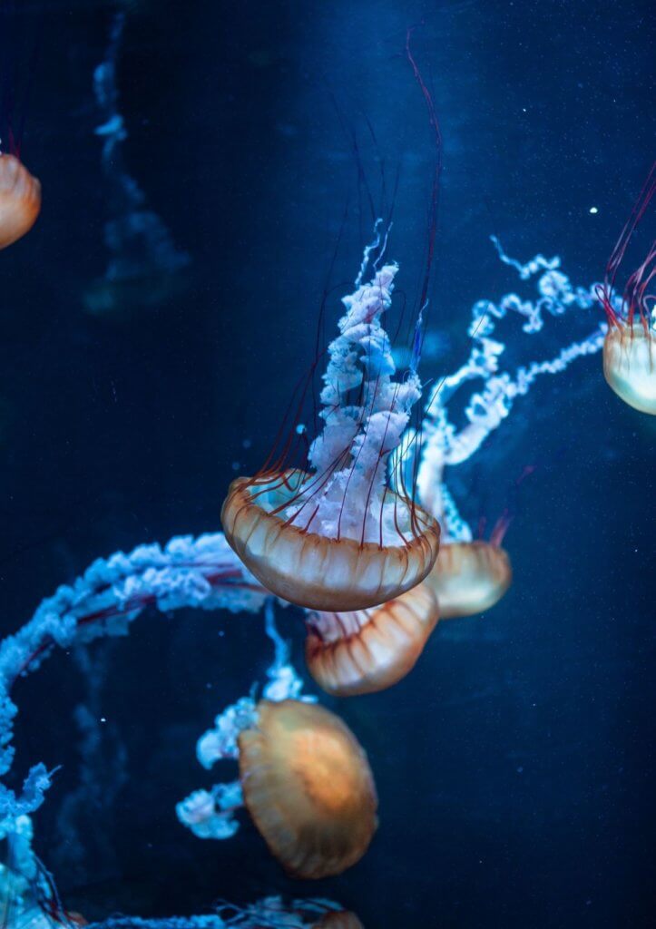 aquariums in england