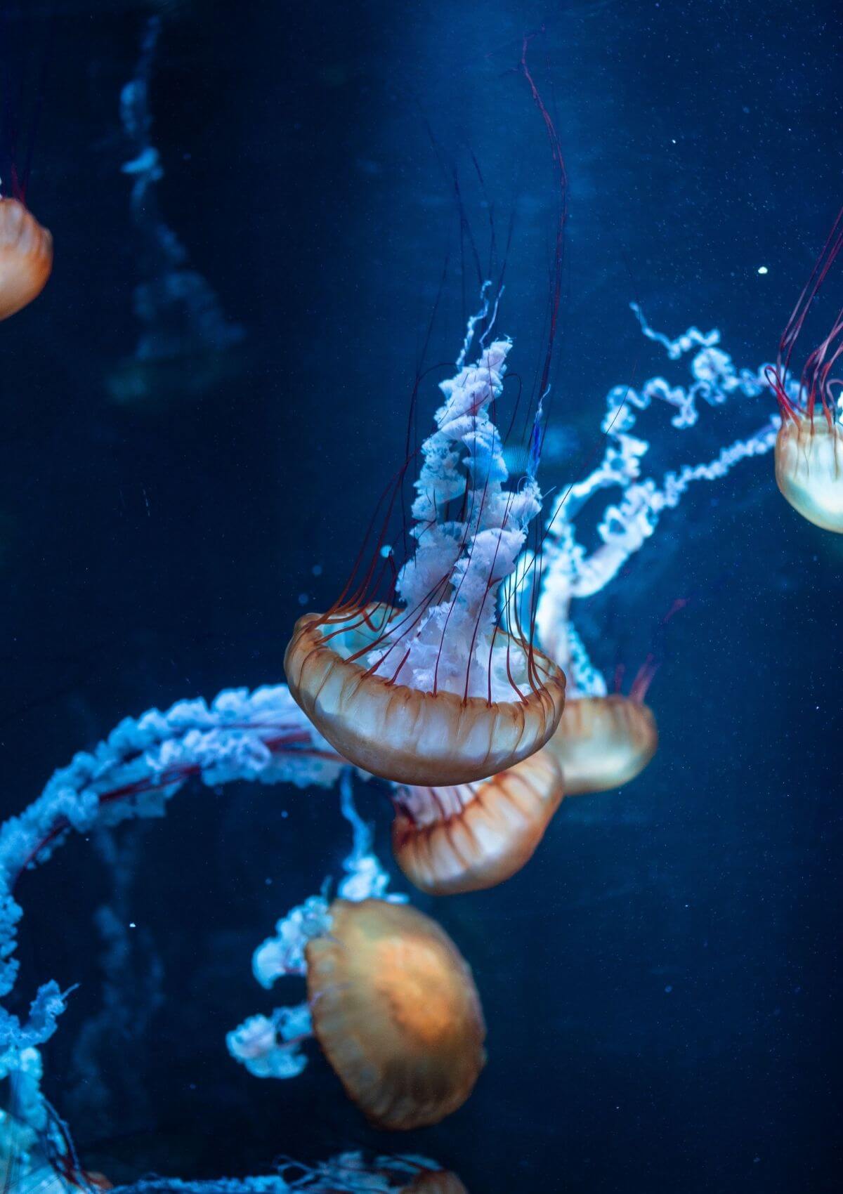 15 Best Aquariums in England for a Day Out in 2023 Day Out in England