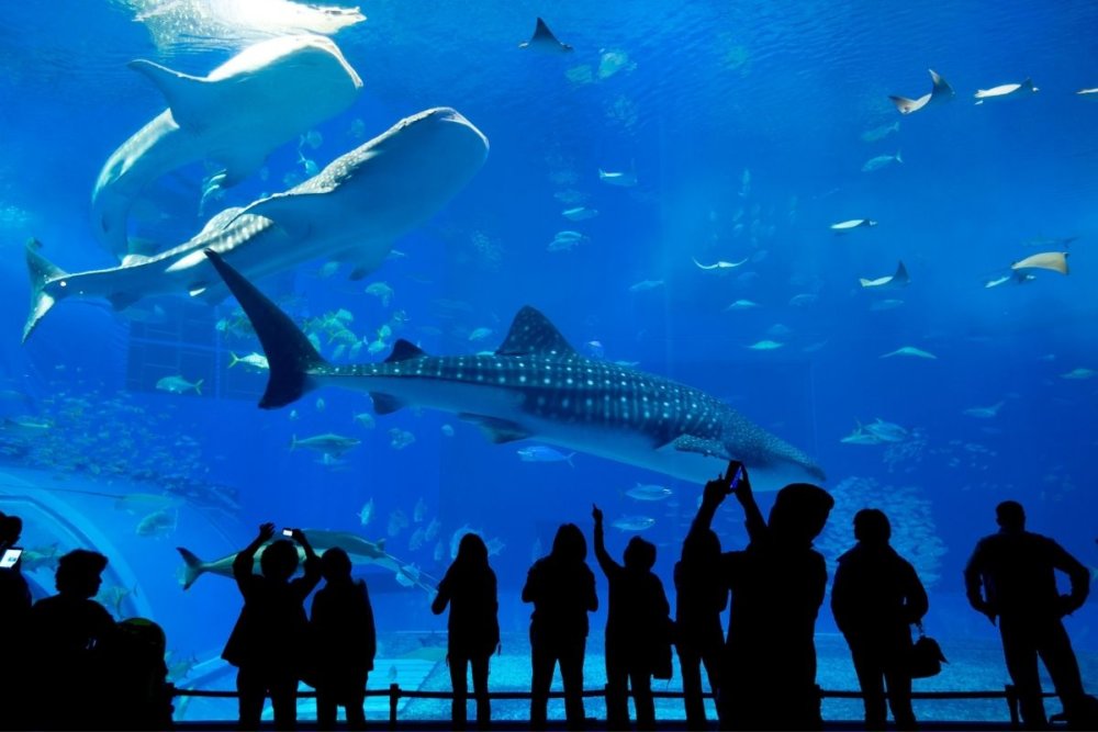 15 Best Aquariums in England for a Day Out in 2022 Day Out in England