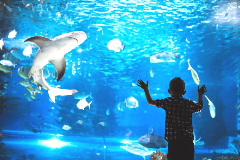 15 Best Aquariums in England for a Day Out in 2023 Day Out in England