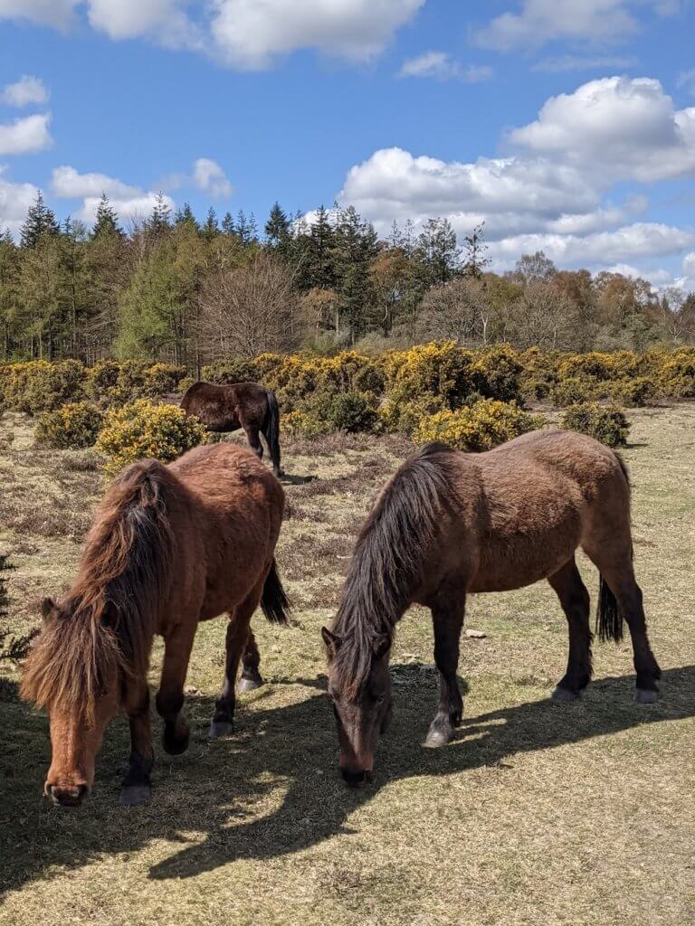 Ponies in the New Forest
