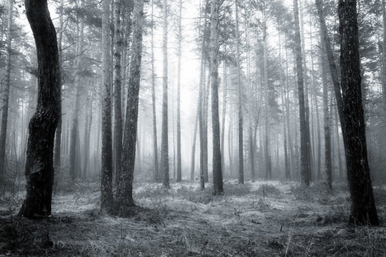 5 Most Haunted Places in the New Forest, Hampshire