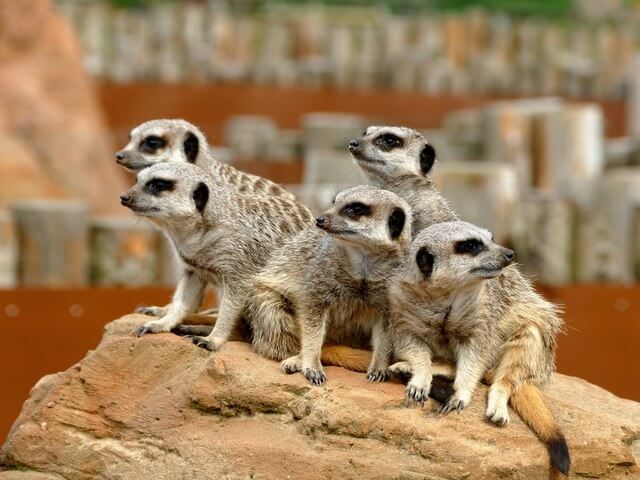 Yorkshire Wildlife Park