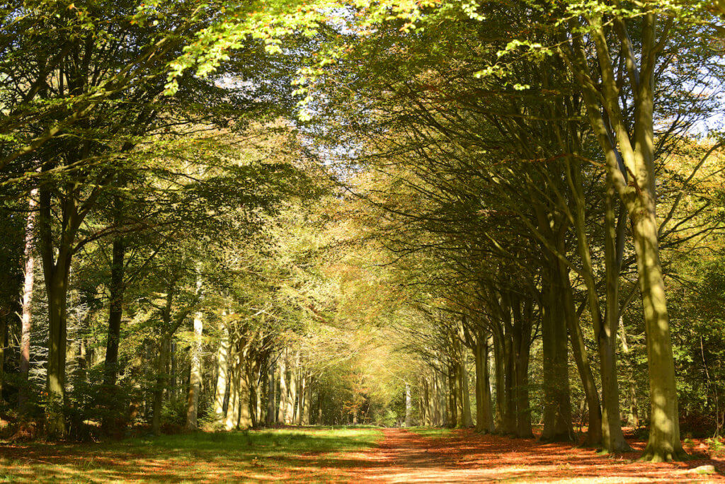 Walking Felbrigg