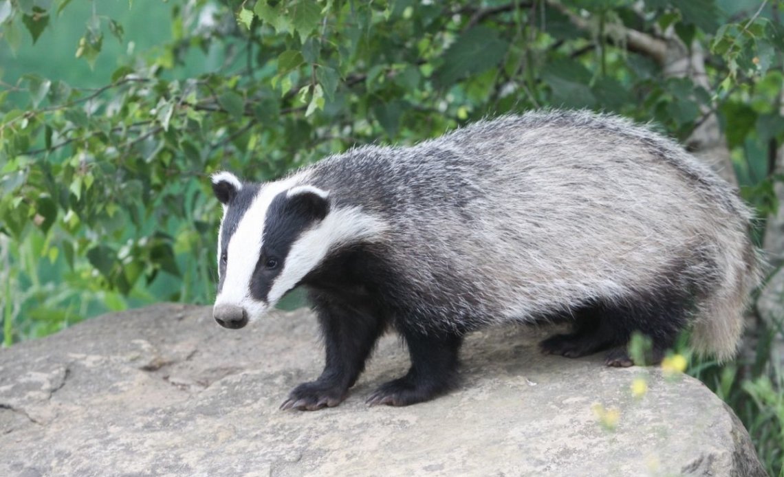 15 Amazing England National Animals and Where to Find Them Day Out in