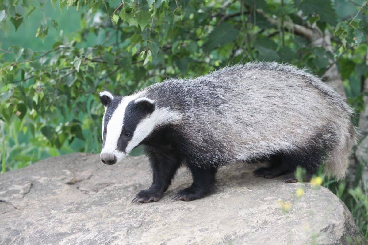 15 Amazing England National Animals and Where to Find Them