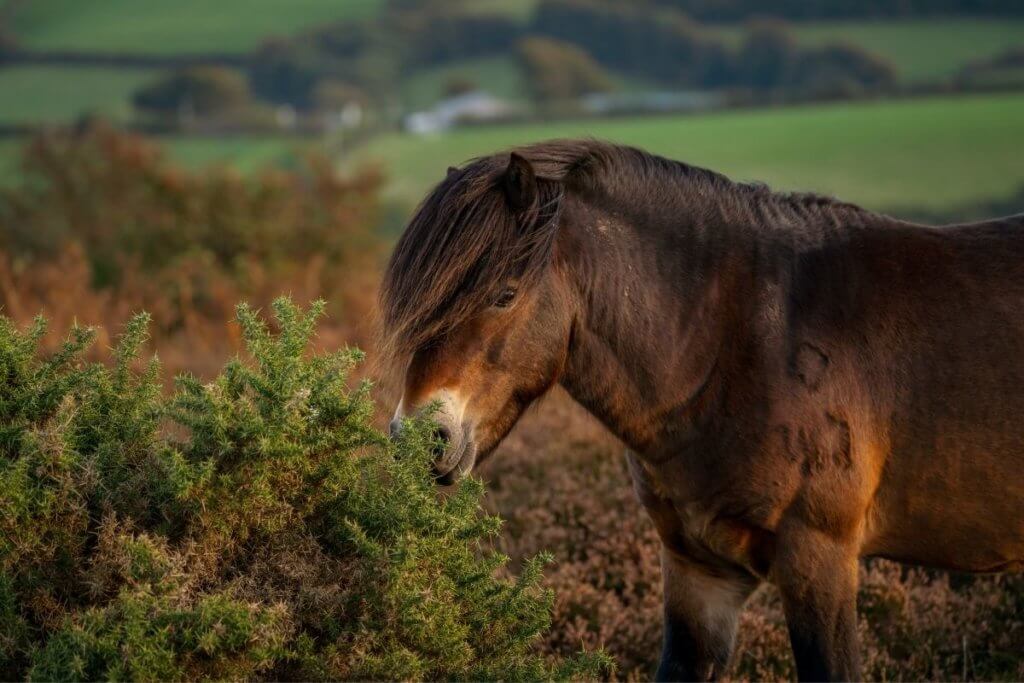 england national animals