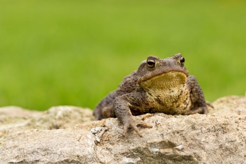 cool england animals