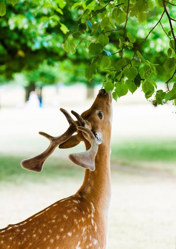 england animals